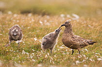 Great skua (Stercorarius skua) chick begging its parent for food whilst its sibling approaches from behind. Shetland Islands, Scotland, UK, July.    (non-ex)