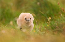 Great skua (Stercorarius skua) chick begging for food, Shetland Islands, Scotland, UK July.   (non-ex)