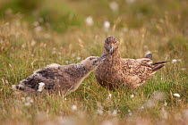 Great skua (Stercorarius skua) chick begging for  food from a parent. Shetland Islands, Scotland, UK, July.   (non-ex)