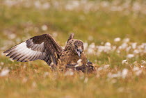 Great skua adult (Stercorarius skua) attacking a sub-adult in territorial display, Shetland Islands, Scotland, UKJune.    (non-ex)