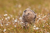 Great skua (Stercorarius skua) chick resting in moorland Cotton grass (Eriophorum) Shetland Islands, Scotland, UK, July.   (non-ex)