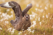 Great Skua (Stercorarius skua) territorial adult displaying to other Skuas passing overhead by stretching out its wings and calling, standing in Cotton grass (Eriophorum) Shetland Islands, Scotland, U...