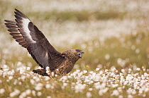 Great Skua (Stercorarius skua) territorial adult displaying to other Skuas passing overhead by stretching out its wings and calling, standing in in Cotton grass (Eriophorum) Shetland Islands, Scotland...