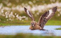 Great Skua (Stercorarius skua) territorial adult bathing in a shallow moorland pool, and displaying to other Skuas passing overhead by stretching out its wings and calling. Shetland Islands, Scotland,...