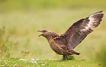 Great Skua (Stercorarius skua) territorial adult displaying to other Skuas passing overhead by stretching out its wings and calling. Shetland Islands, Scotland, UK, June. (non-ex)