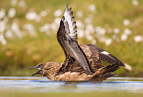 Great Skua (Stercorarius skua) territorial adult in a shallow moorland pool, and displaying to other Skuas passing overhead by stretching out its wings and calling. Shetland Islands, Scotland, UK, Jun...