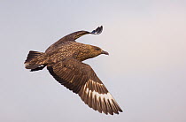 Great Skua (Stercorarius skua) in flight. Shetland Islands, Scotland, UK, June   (non-ex)