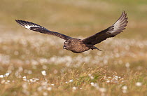 Great Skua (Stercorarius skua) in flight over open moorland with Cotton grasses (Eriophorum)  Shetland Islands, Scotland, UK, June.    (non-ex)