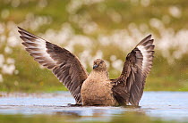 Great skua (Stercorarius skua) adult stretching its wings after bathing in a freshwater pool. Shetland Islands, Scotland, UK, June.    (non-ex)