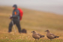 Pair of Great skuas (Stercorarius skua) on a misty moorland, with person walking close to their territory, Shetland Islands, Scotland, UK, June (non-ex)