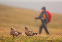 Pair of Great skuas (Stercorarius skua) on a misty moorland with person walking close to their territory. Shetland Islands, Scotland, UK, June.    (non-ex)