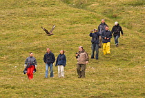 Great skua (Stercorarius skua) launching a territorial attack on a group of walkers, Shetland Islands, Scotland, UK, June.    (non-ex)