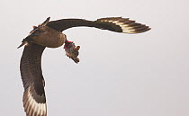 Great skua (Stercorarius skua) in flight with the remains of rabbit carcass, Shetland Islands, Scotland, UK, July.   (non-ex)