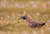 Great skua (Stercorarius skua) swallowing a Puffin chick that it has caught, Shetland Islands, Scotland, UK, June.    (non-ex)