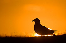 Great skua (Stercorarius skua) silhouetted by the setting sun. Shetland Islands, Scotland, UK (non-ex)