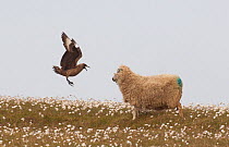 Great skua (Stercorarius skua) attacking a sheep, in an attempt to prevent it wandering too close to its vulnerable chick. Shetland Islands, Scotland, UK, June (non-ex)