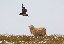 Great skua (Stercorarius skua) launching an airborne attack, trying to prevent a sheep wandering too close to its vulnerable chick. Shetland Islands, Scotland, UK June.   (non-ex)
