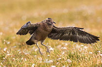 Great skua (Stercorarius skua) chick developing its wing strength, and attempting first flight. Shetland Islands, Scotland, UK, July   (non-ex)