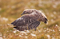 Great skua (Stercorarius skua) chick attempting to get airborne by leaping off the ground. Shetland Islands, Scotland, UK, July.   (non-ex)