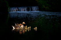 Pair of Greylag geese (Anser anser) and chicks spotlit by dawn sunlight near a small weir. Nottinghamshire, UK, May (non-ex)