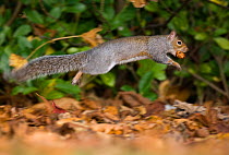 Grey squirrel (Sciurus carolinensis) bounding through autumnal leaves, carrying nut in mouth.~Derbyshire, UK, November (non-ex)