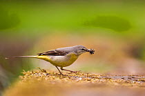 Grey wagtail (Motacilla cinerea) adult with a beak full of insect prey for its chicks. Derbyshire, UK, May  (non-ex)