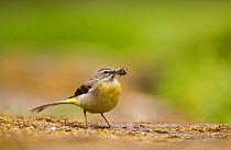Grey wagtail (Motacilla cinerea) adult with a beak full of insect prey for its chicks. Derbyshire, UK, May  (non-ex)