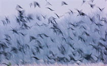 Jackdaws (Corvus monedula) and Rooks (Corvus frugilegus) mixed winter flock taking flight from a frost covered field of crop stubble, Derbyshire, UK, January (non-ex)