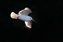 Kittiwake (Rissa tridactyla) flying in front of shaded cliff face, in evening light, Bempton Cliffs, RSPB Reserve, East Yorkshire, UK,  (non-ex)