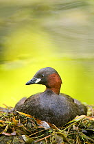 Little grebe (Tachybaptus ruficollis) incubating on floating nest, made of weed debris, Derbyshire, UK, March (non-ex)