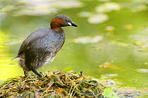 Little grebe (Tachybaptus ruficollis) standing on floating nest, made of weed debris, Derbyshire, UK, March (non-ex)