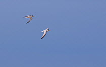 Pair of Little Terns (Sternula albifrons) in flight against blue sky, North Uist, Outer Hebrides, Scotland, UK, July (non-ex)