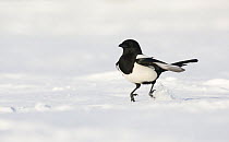 Magpie (Pica pica) hopping along over snow covered ground. Derbyshire, UK, November (non-ex)
