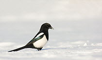 Magpie (Pica pica) foraging on snow covered ground. Derbyshire, UK, January (non-ex)