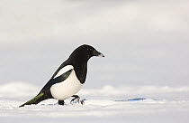 Magpie (Pica pica) foraging on snow covered ground. Derbyshire, UK, January (non-ex)