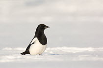 Magpie (Pica pica) foraging in deep snow, Derbyshire, UK, January (non-ex)