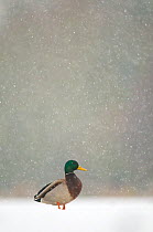 Mallard (Anas platyrhynchos) male standing on a frozen lake during a snowfall, Derbyshire, UK.   (non-ex)