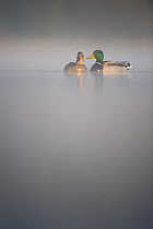 Pair of Mallard ducks (Anas platyrhynchos) on a lake in dawn, Derbyshire, UK. April   (non-ex)