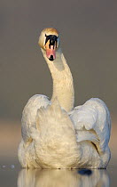Mute swan (Cygnus olor) portrait on a lake. Derbyshire, UK, March. (non-ex)