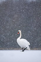 Mute swan (Cygnus olor) walking across a frozen lake during a blizzard. Derbyshire, UK, January (non-ex)