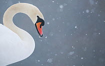 Mute swan (Cygnus olor) head portrait in profile during a blizzard. Derbyshire, UK, January (non-ex)