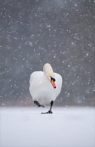 Mute swan (Cygnus olor) walking across frozen lake during a blizzard. Derbyshire, UK, January (non-ex)