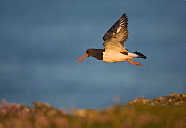 Oystercatcher (Haematopus ostralegus) calling as it takes flight over shoreline, Shetland Islands, Scotland, UK, June  (non-ex)
