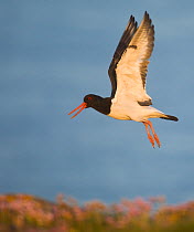 Oystercatcher (Haematopus ostralegus) calling as it takes flight over shoreline, Shetland Islands, Scotland, UK, June~ (non-ex)
