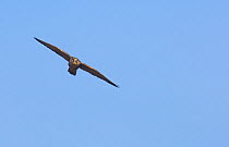 Peregrine falcon (Falco peregrinus) in flight against blue sky over Snettisham RSPB reserve. Norfolk, UK, October  (non-ex)