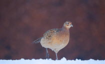 Pheasant (Phasianus colchicus) female walking in a snow covered field. Mid Wales, UK, December (non-ex)