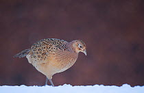Pheasant (Phasianus colchicus) female walking in  snow covered field. Mid Wales, UK, December (non-ex)