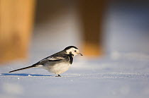 Pied wagtail (Motacilla alba yarrellii) foraging among picnic tables on snow covered ground. Derbyshire, UK, January (non-ex)