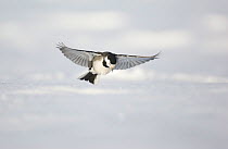 Pied wagtail (Motacilla alba yarrellii) in flight over snow covered ground. Derbyshire, UK, January (non-ex)
