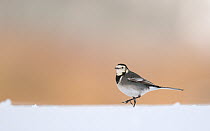 Pied wagtail (Motacilla alba yarrellii) walking over snow covered ground. Derbyshire, UK, January (non-ex)
